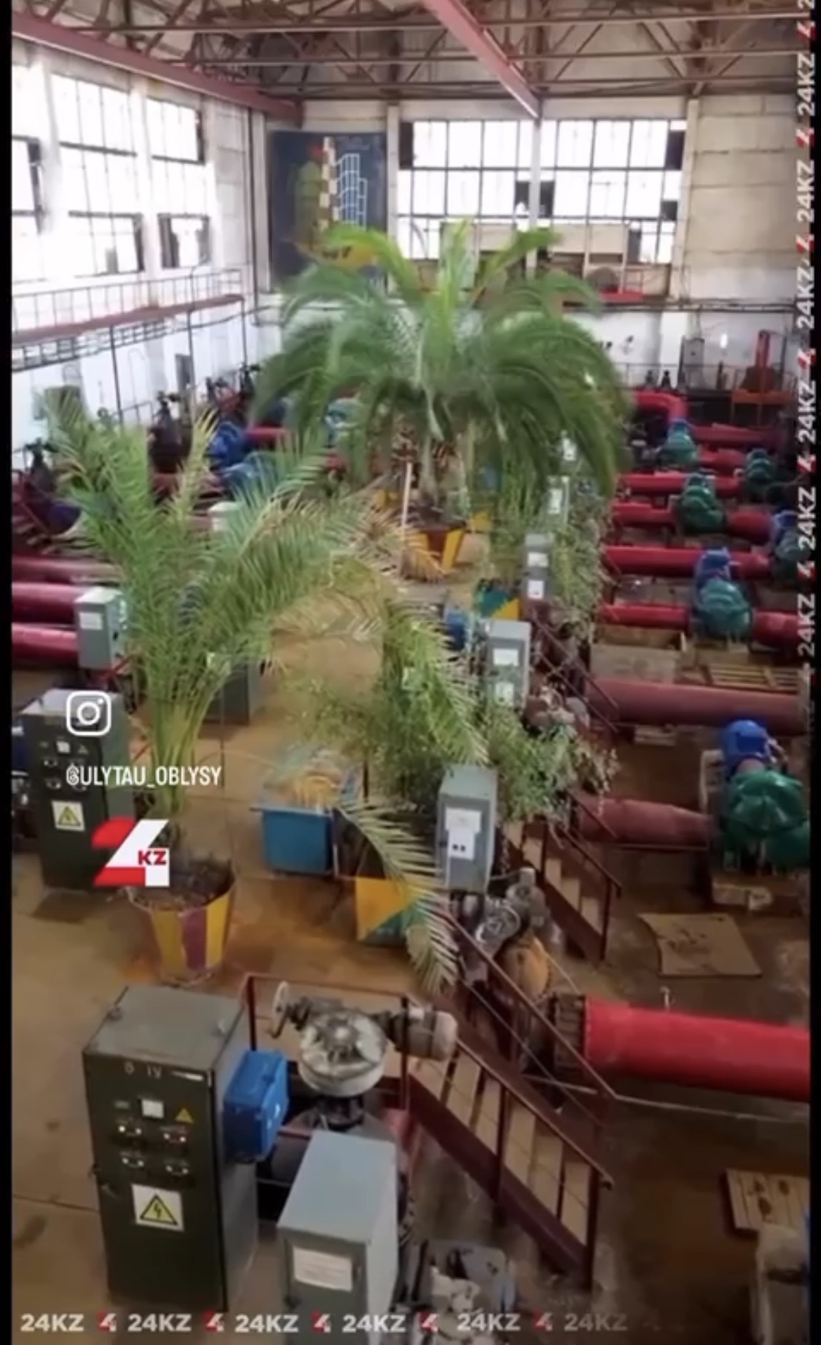 Жезқазғандағы зауытта өсіп тұрған тропикалық ғажайып