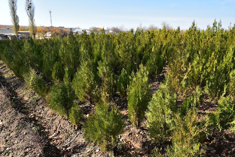 Ағаш отырғызу – бір күндік іс емес, ортақ жауапкершілік