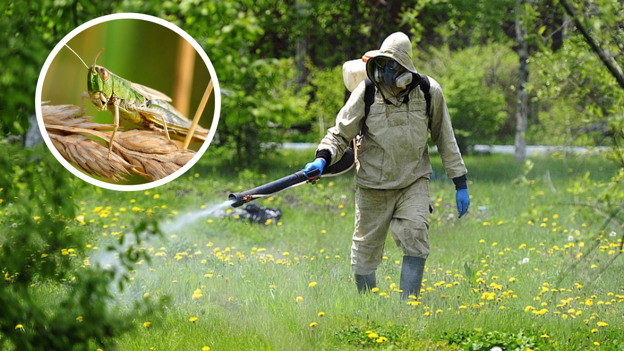 Шегірткелердің көбею қаупіне байланысты алдын алу шаралары туралы