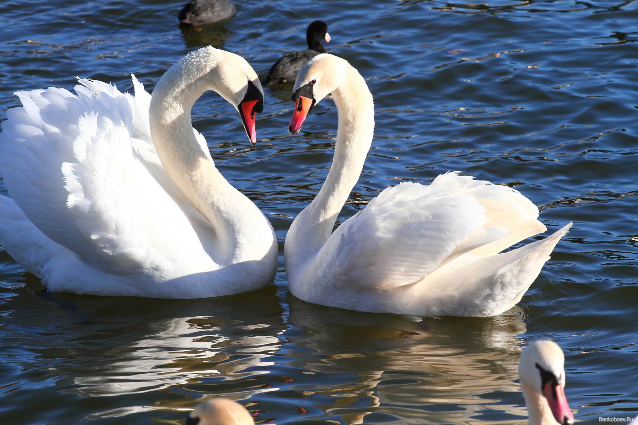 Аққулар көкке қайта ұшты