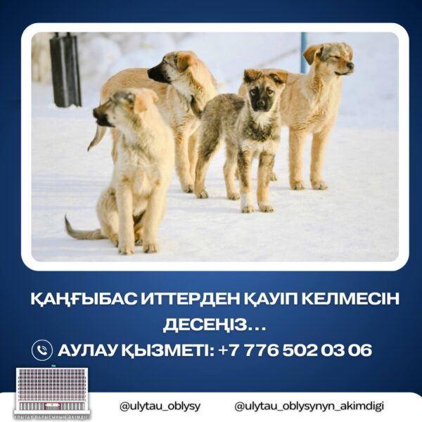 Ит көрсеңіз не істеу керек?