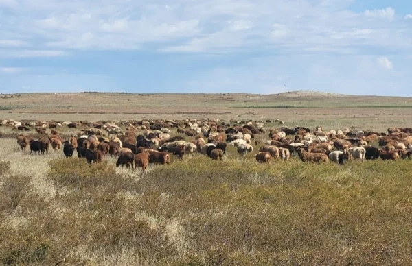 Ұлытау облысында қой тұқымын асылдандыру жобасы жүзеге асырылып жатыр