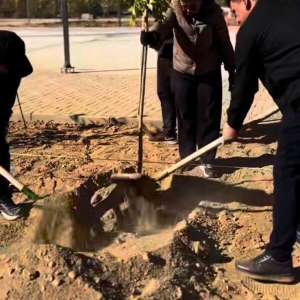 Ұлытау өңірінде 3500-ден астам ағаш отырғызылды